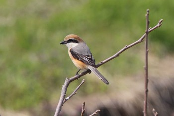 Bull-headed Shrike 山田池公園 Thu, 3/14/2024