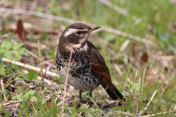 Dusky Thrush 山田池公園 Thu, 3/14/2024