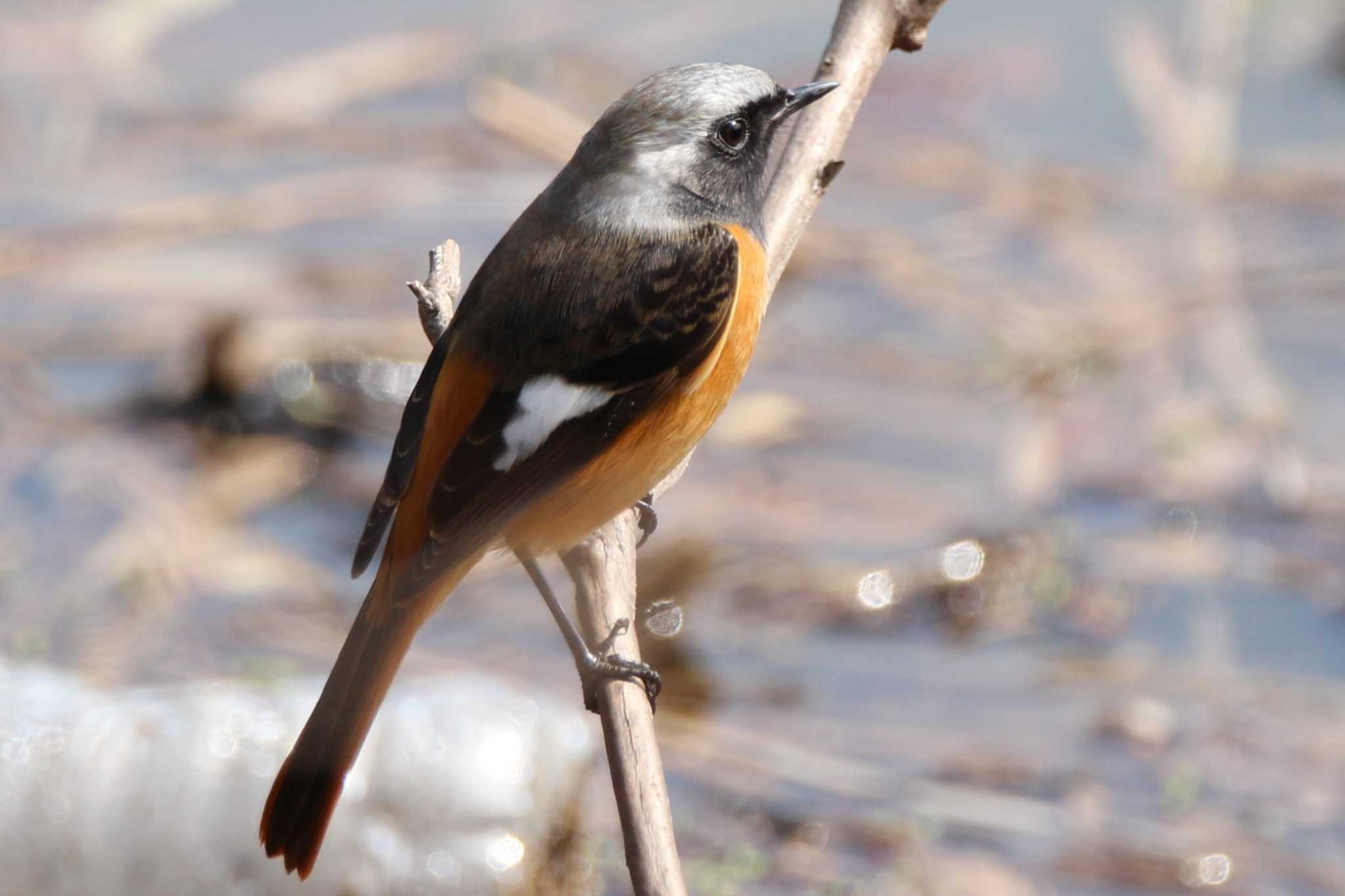 Photo of Daurian Redstart at 山田池公園 by Ryoji-ji