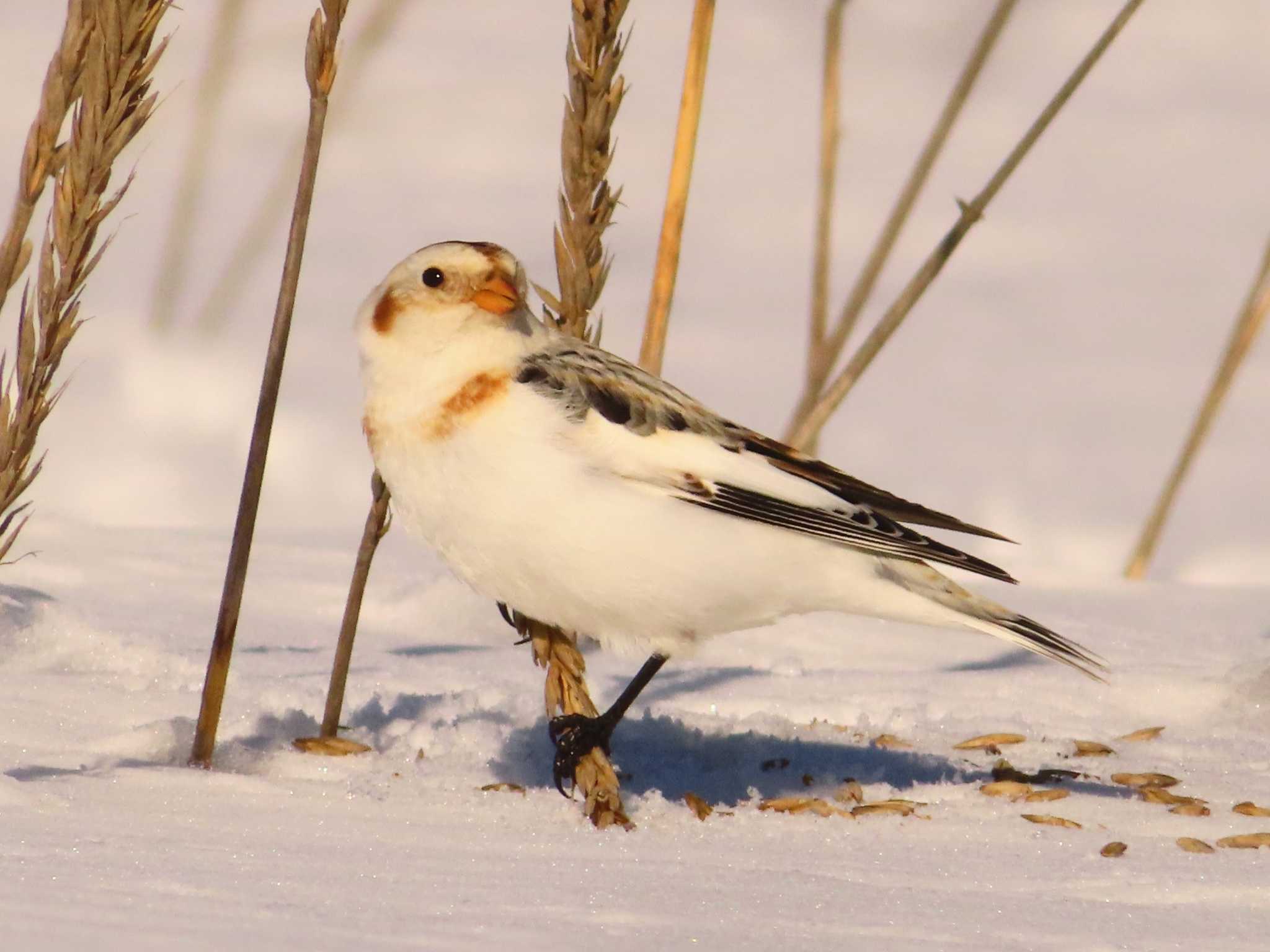 Photo of Snow Bunting at 鵡川河口 by ゆ