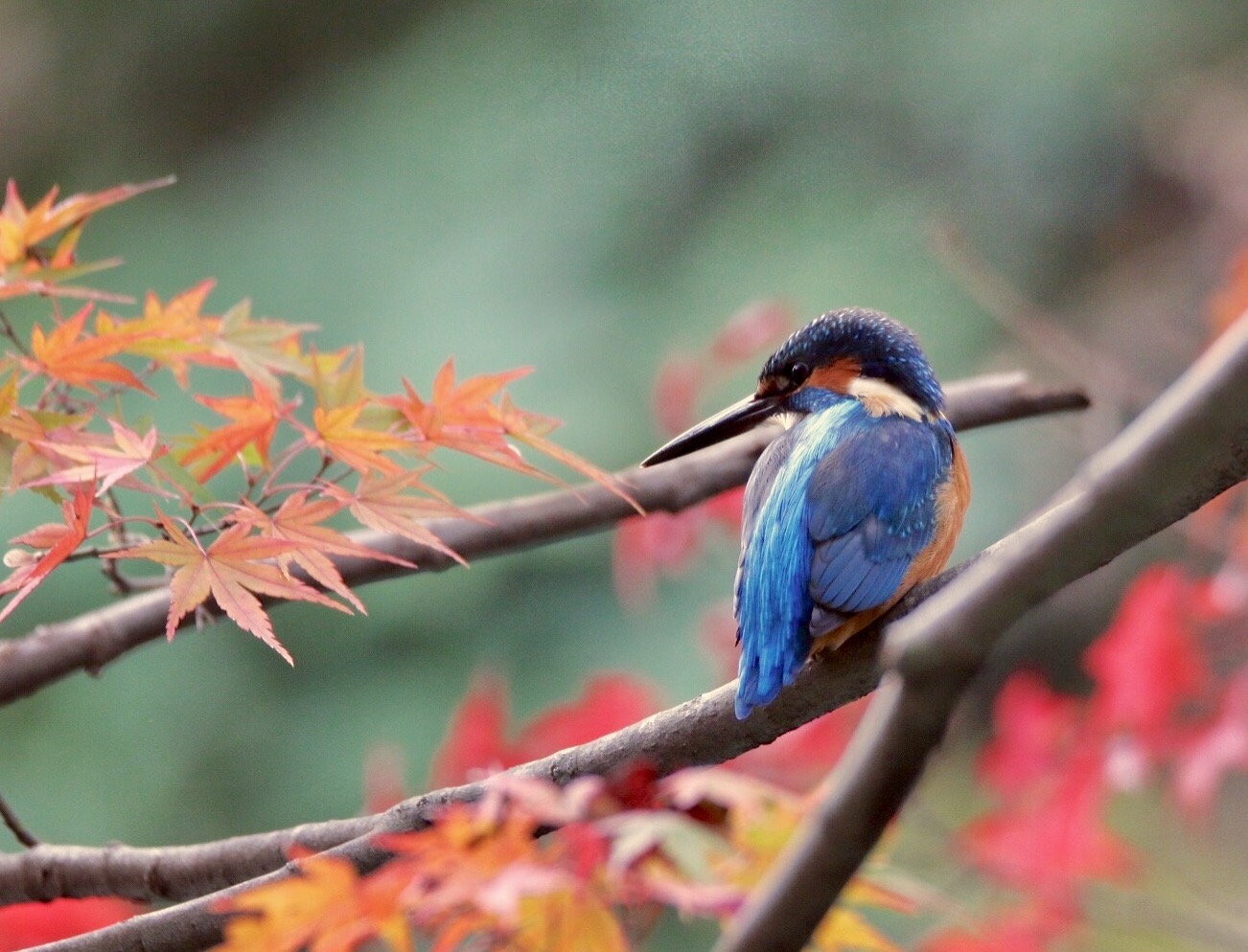  カワセミの写真 by ゴロー