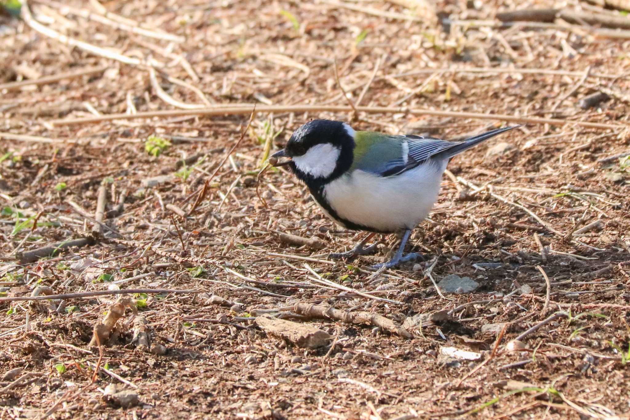 Japanese Tit