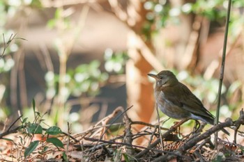 シロハラ 三ツ池公園(横浜市鶴見区) 2024年3月11日(月)