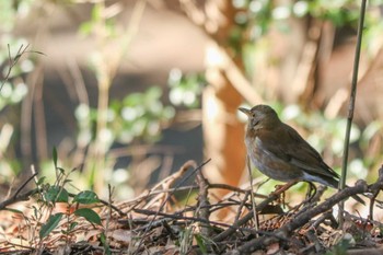 Pale Thrush Mitsuike Park Mon, 3/11/2024