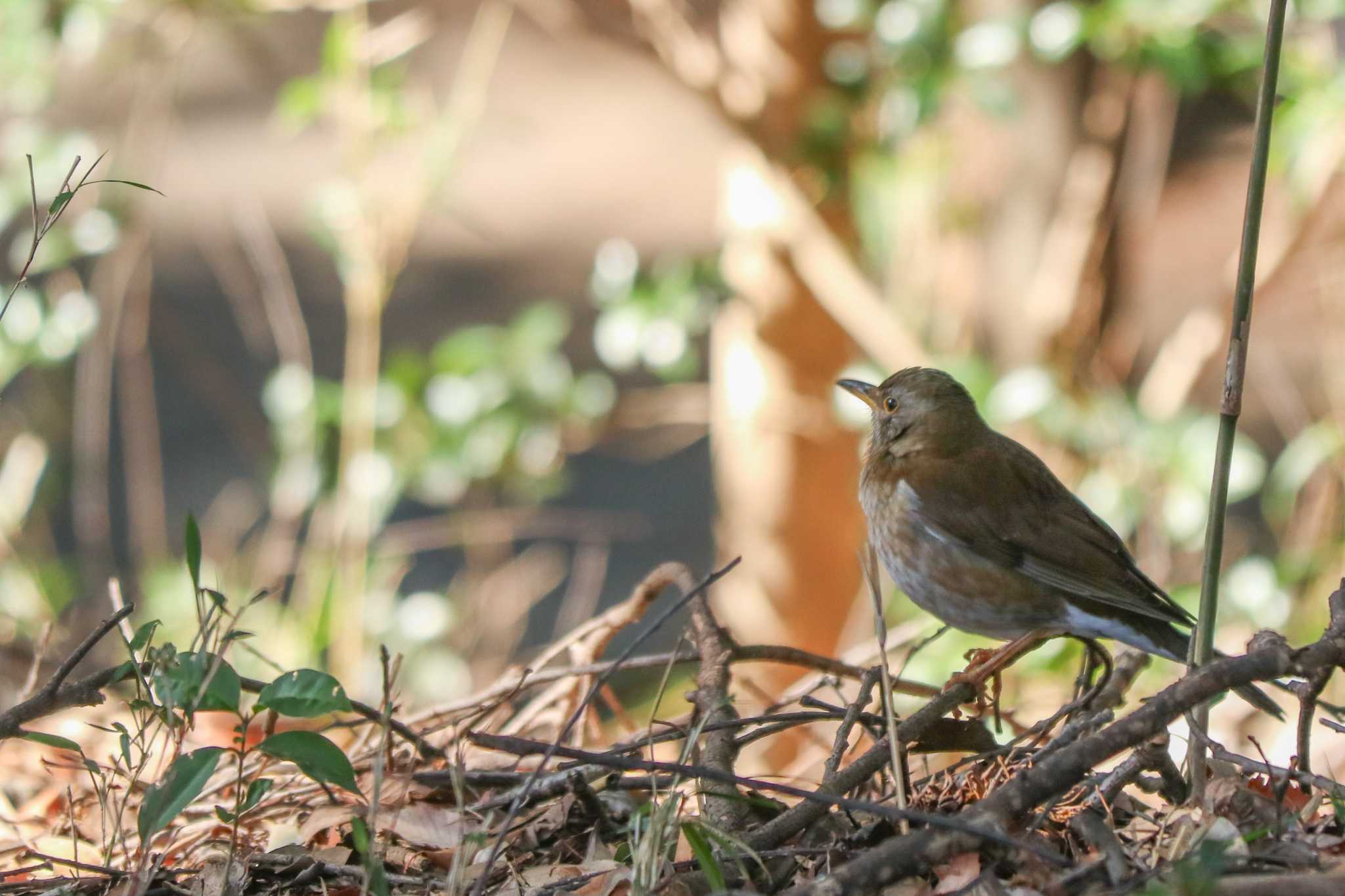 Pale Thrush