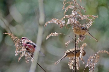 Siberian Long-tailed Rosefinch 岐阜県 Mon, 3/11/2024