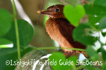 Ruddy Kingfisher(bangsi) Ishigaki Island Unknown Date