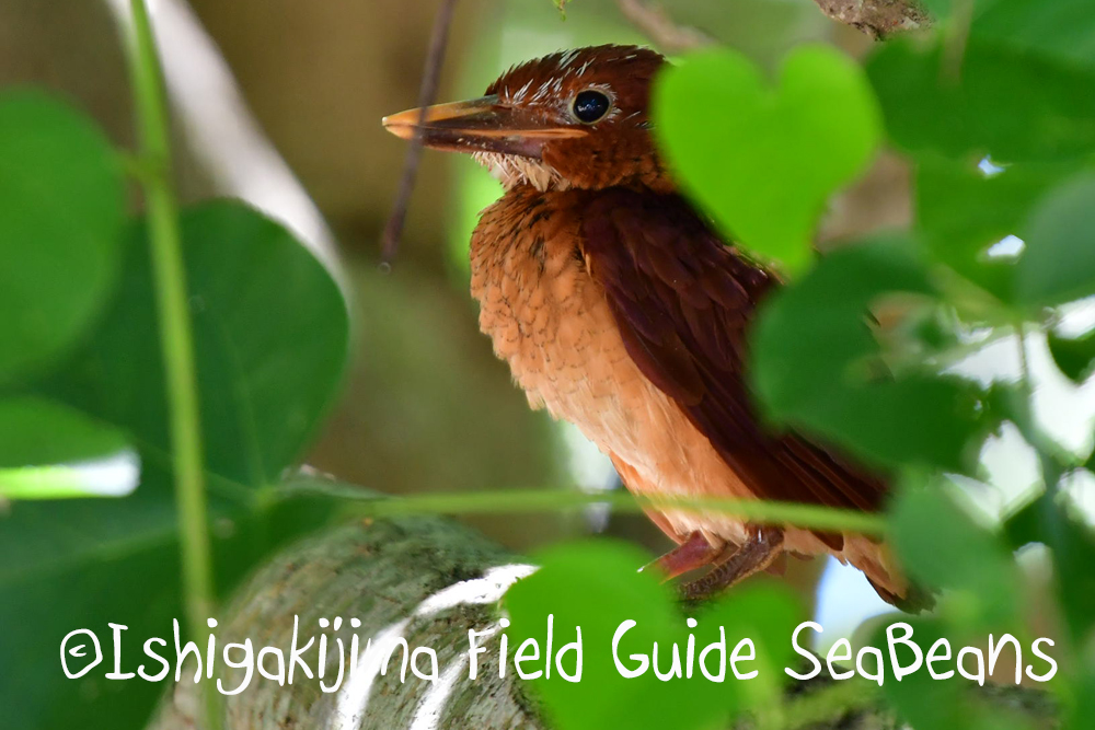 Photo of Ruddy Kingfisher(bangsi) at Ishigaki Island by 石垣島バードウオッチングガイドSeaBeans