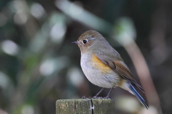 ルリビタキ ロクハ公園(滋賀県草津市) 2024年3月11日(月)