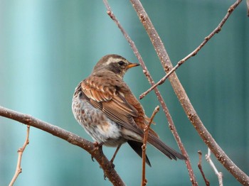 Dusky Thrush x Naumann's Thrush マイフィールドa Thu, 2/29/2024