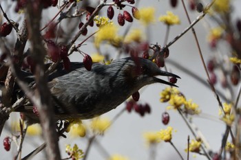 Brown-eared Bulbul 大室公園 Sat, 3/9/2024