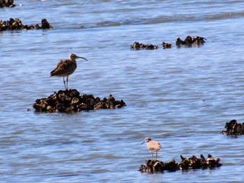 Eurasian Whimbrel Taren Point, NSW, Australia Fri, 3/8/2024