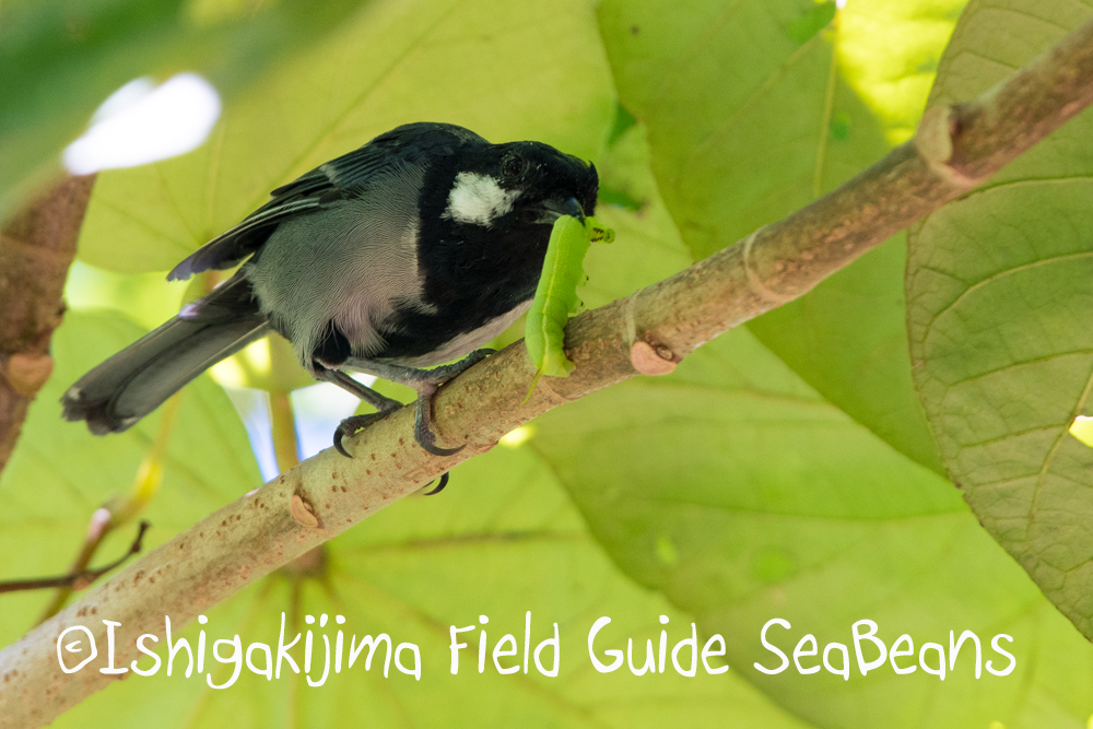 Photo of Japanese Tit(nigriloris) at Ishigaki Island by 石垣島バードウオッチングガイドSeaBeans