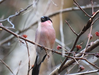 Eurasian Bullfinch Hayatogawa Forest Road Thu, 3/14/2024