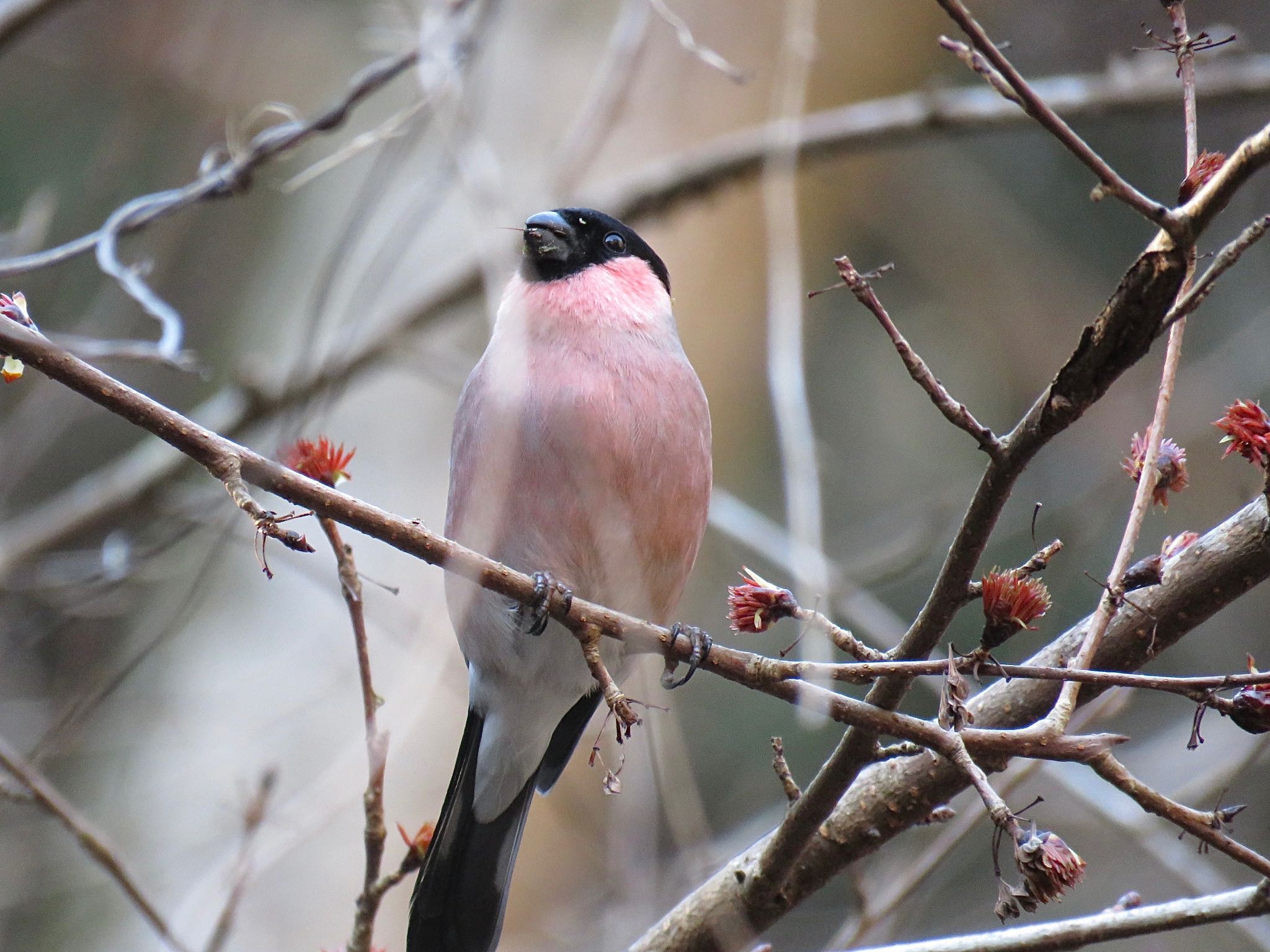 Photo of Eurasian Bullfinch at Hayatogawa Forest Road by tobassaw