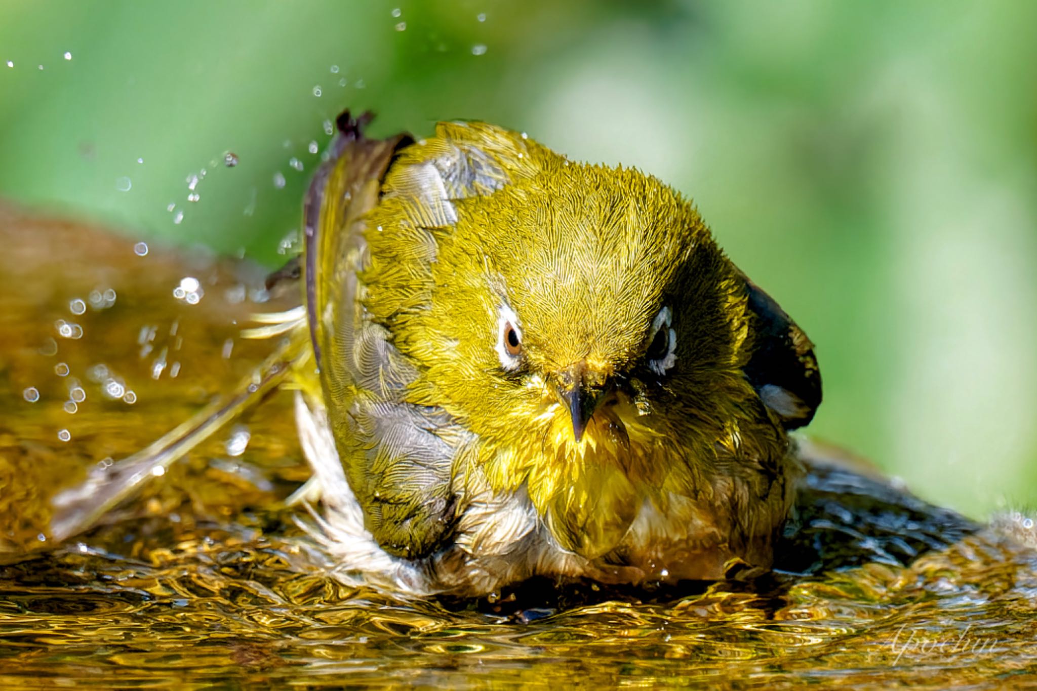 Photo of Warbling White-eye at 権現山(弘法山公園) by アポちん