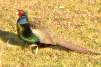 Green Pheasant 江戸川河川敷 Thu, 3/14/2024