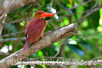 Ruddy Kingfisher(bangsi) Ishigaki Island Unknown Date