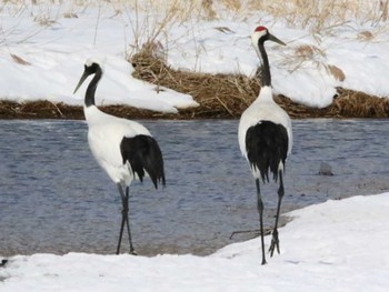 タンチョウ 長都沼(千歳市) 2024年3月14日(木)