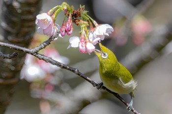 Warbling White-eye 武庫川 Unknown Date