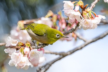 Warbling White-eye 武庫川 Unknown Date