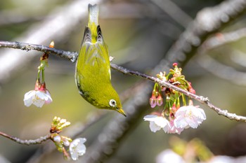 Warbling White-eye 武庫川 Unknown Date