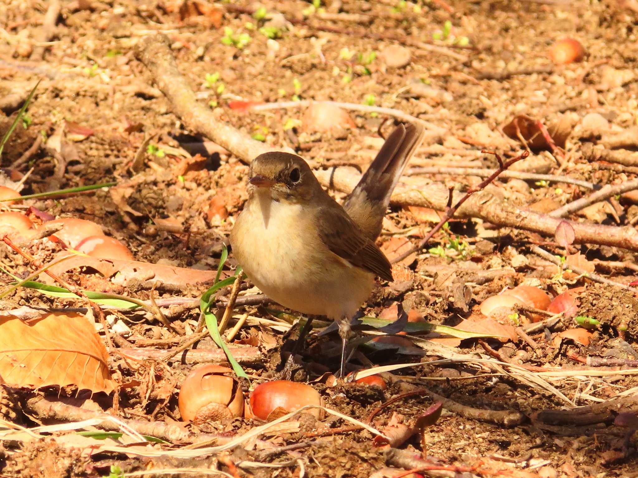 Red-breasted Flycatcher