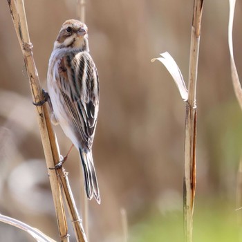 Common Reed Bunting 麻機遊水地 Wed, 3/13/2024