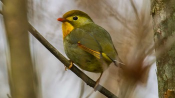 ソウシチョウ 高島市 2024年3月14日(木)