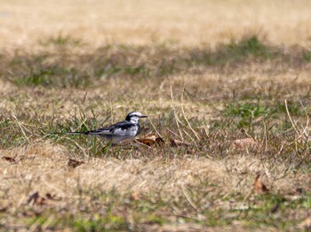 White Wagtail 小山市 Thu, 3/14/2024