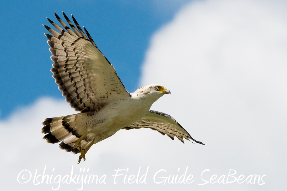 Photo of Crested Serpent Eagle at Ishigaki Island by 石垣島バードウオッチングガイドSeaBeans