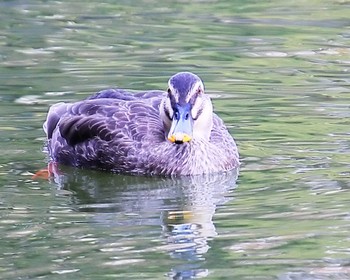 カルガモ 大仙公園 2024年3月14日(木)