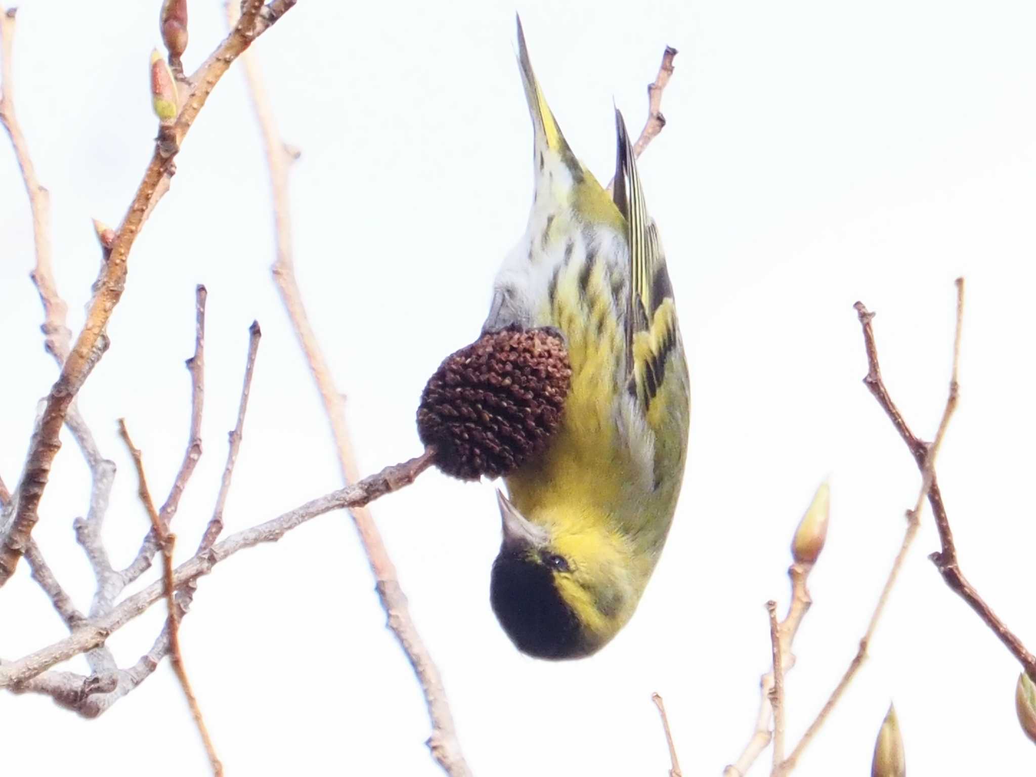 Photo of Eurasian Siskin at 六甲山 by 摩耶山55