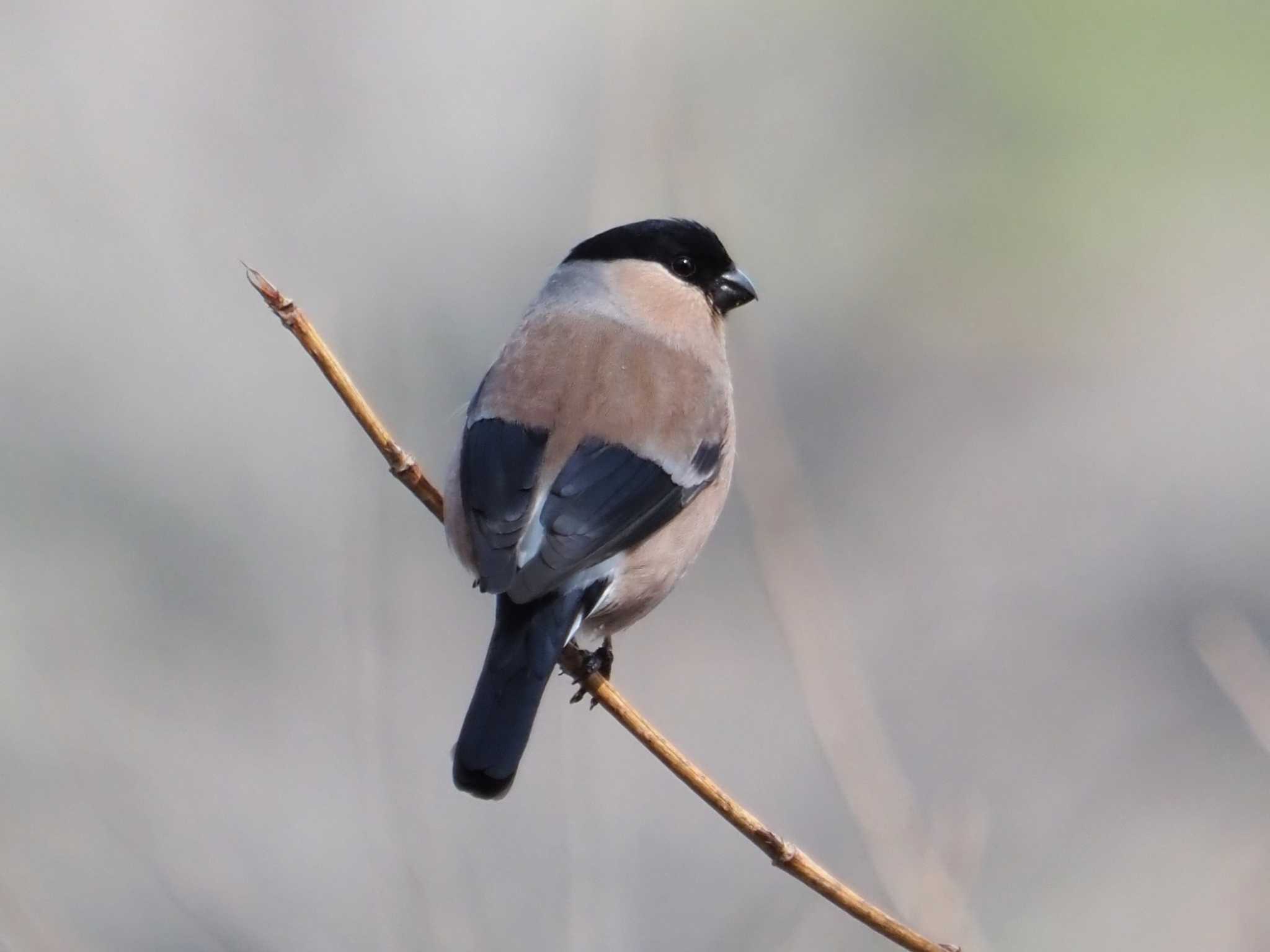 Photo of Eurasian Bullfinch at 六甲山 by 摩耶山55