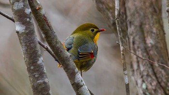 ソウシチョウ 高島市 2024年3月14日(木)