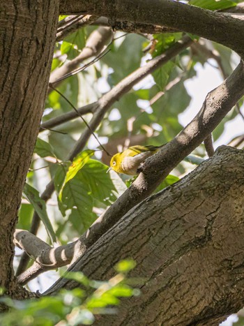 Warbling White-eye 長等公園 Sun, 3/10/2024