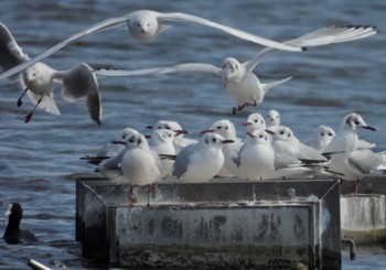 Black-headed Gull 荒子川公園 Fri, 3/8/2024