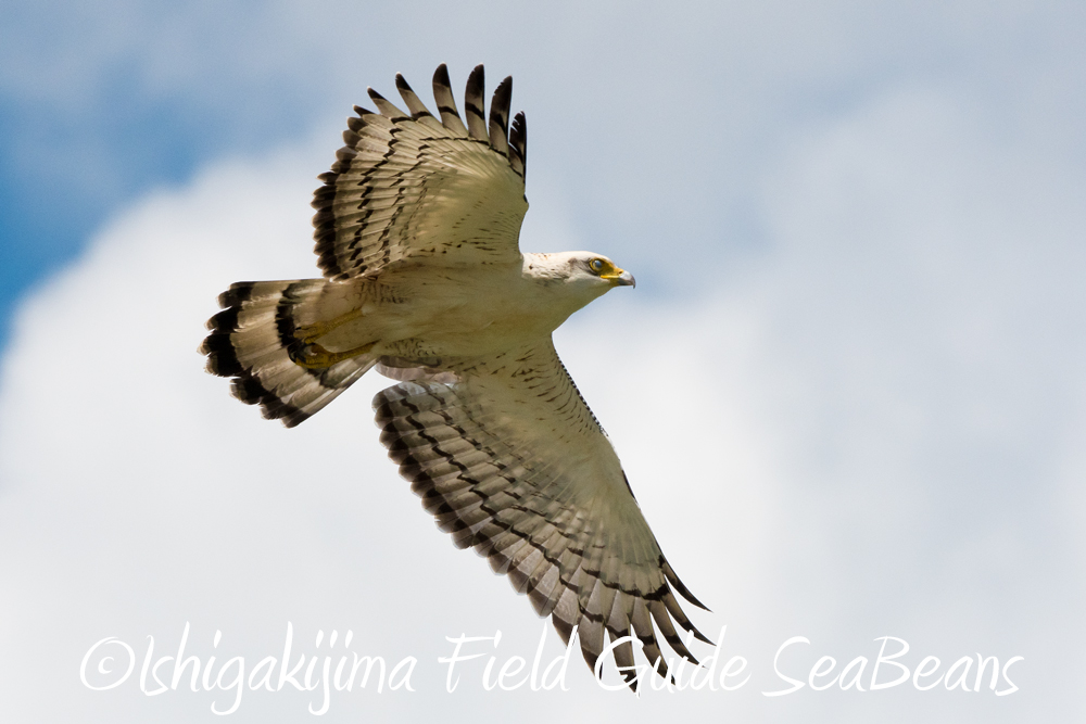 Photo of Crested Serpent Eagle at Ishigaki Island by 石垣島バードウオッチングガイドSeaBeans