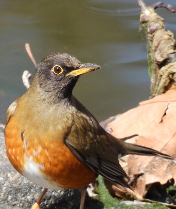 Brown-headed Thrush(orii) 宮田用水(蘇南公園前・江南市) Mon, 3/11/2024