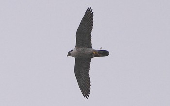 Peregrine Falcon 泉大津 Thu, 3/14/2024