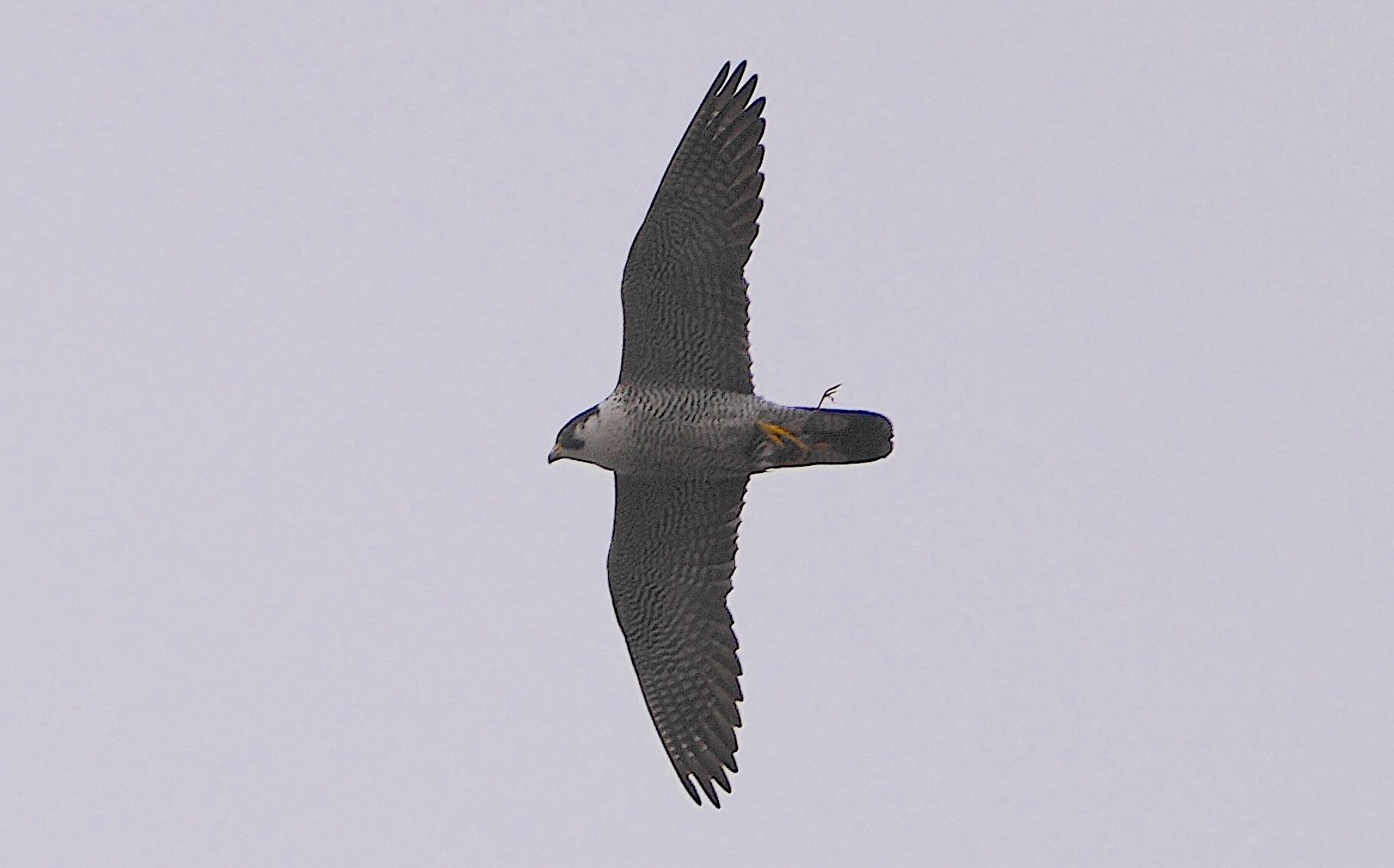 Photo of Peregrine Falcon at 泉大津 by アルキュオン