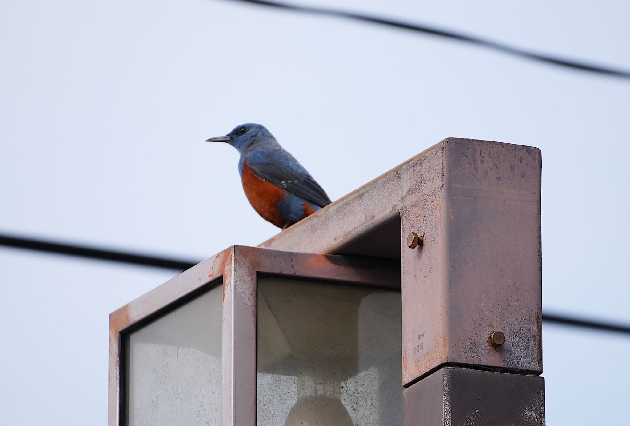 Photo of Blue Rock Thrush at 泉大津 by アルキュオン