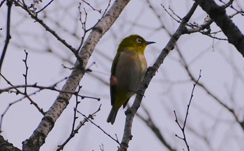 Warbling White-eye 泉大津 Thu, 3/14/2024