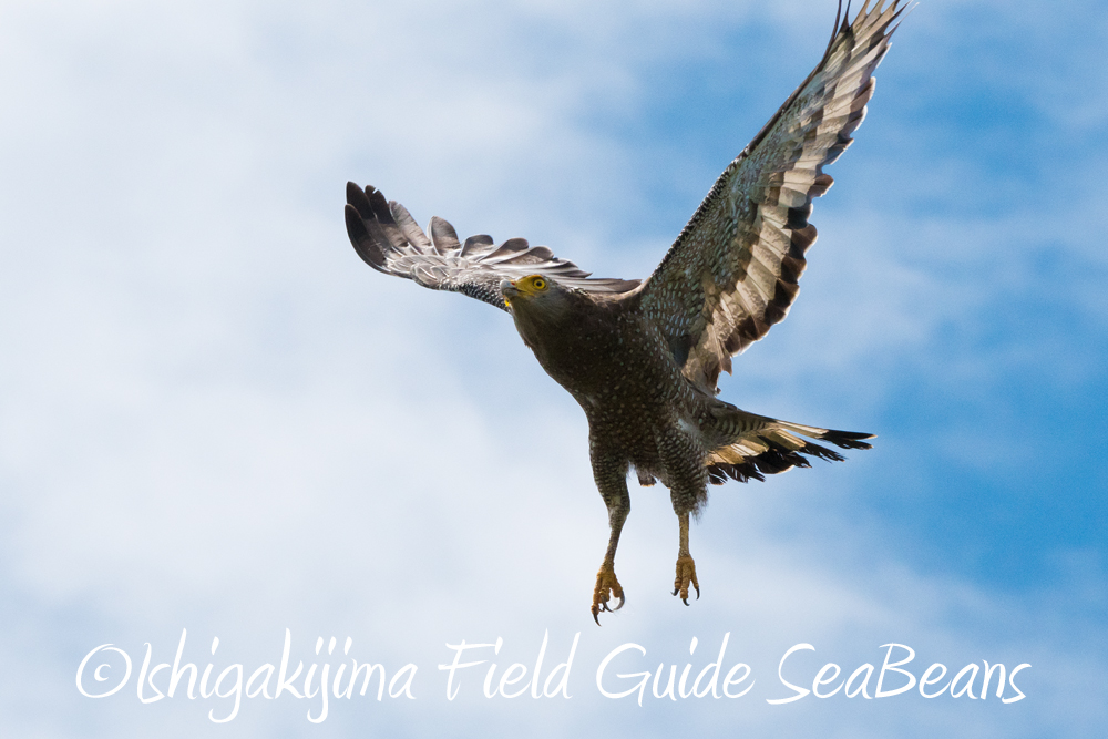 Photo of Crested Serpent Eagle at Ishigaki Island by 石垣島バードウオッチングガイドSeaBeans