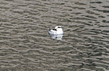 Smew Osaka castle park Thu, 3/14/2024