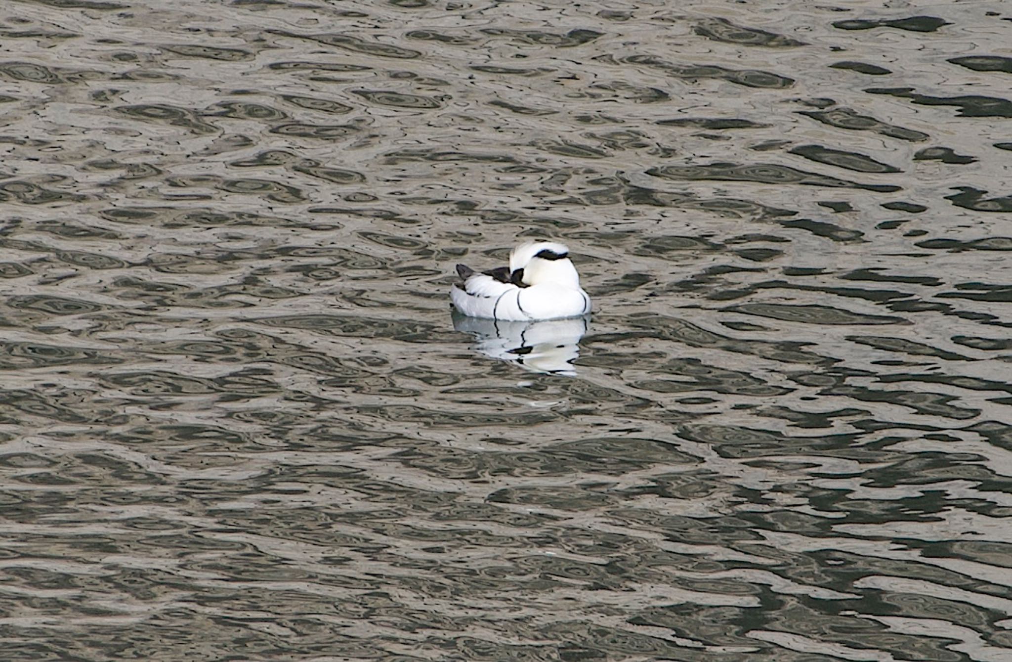 Photo of Smew at Osaka castle park by アルキュオン