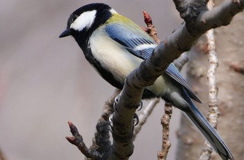 Japanese Tit Osaka castle park Thu, 3/14/2024