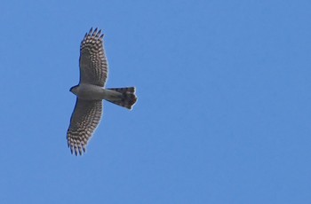 Eurasian Sparrowhawk Osaka castle park Thu, 3/14/2024