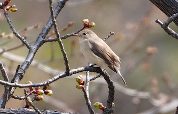 Red-breasted Flycatcher Osaka castle park Thu, 3/14/2024