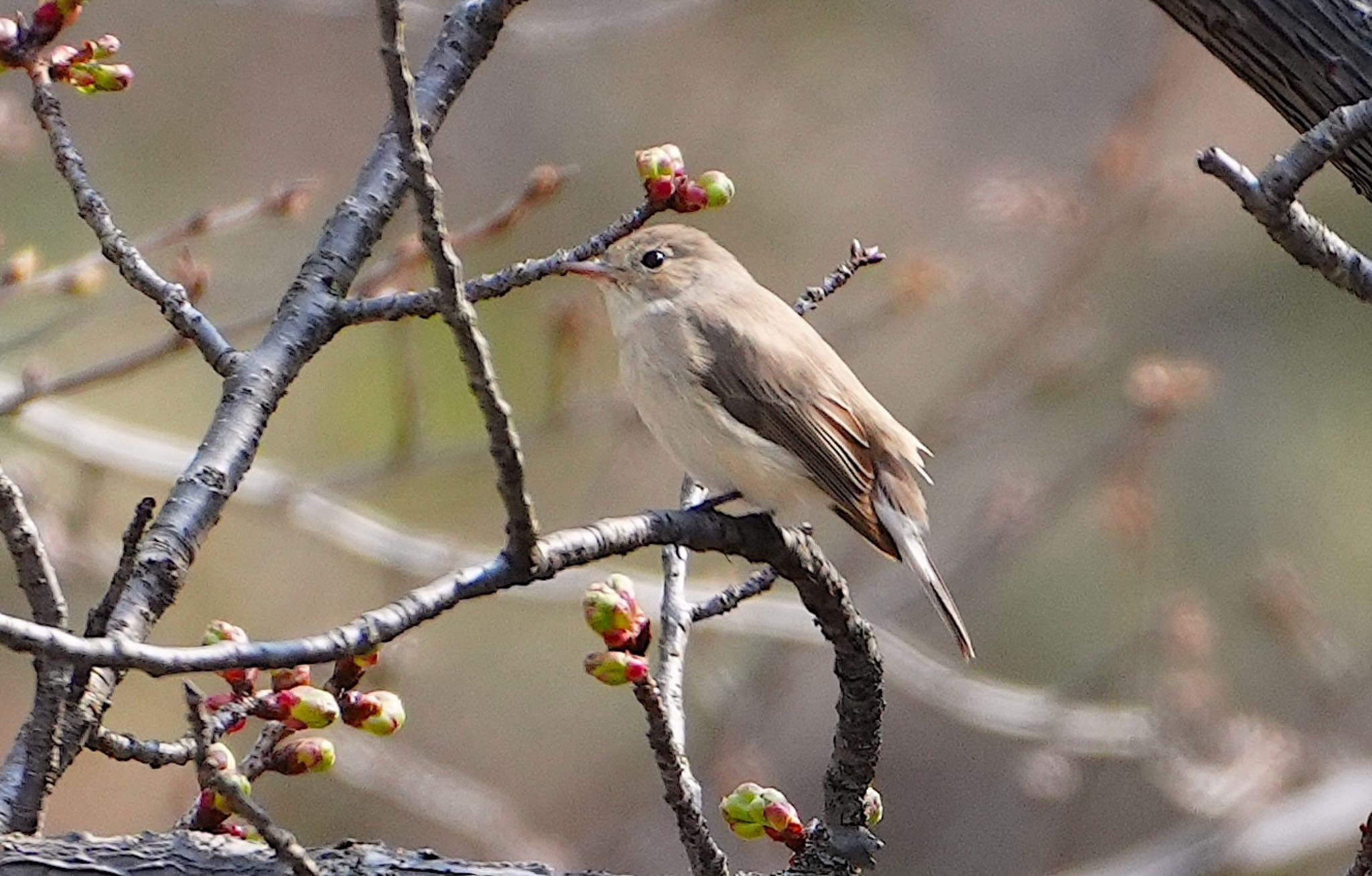 Photo of Red-breasted Flycatcher at Osaka castle park by アルキュオン